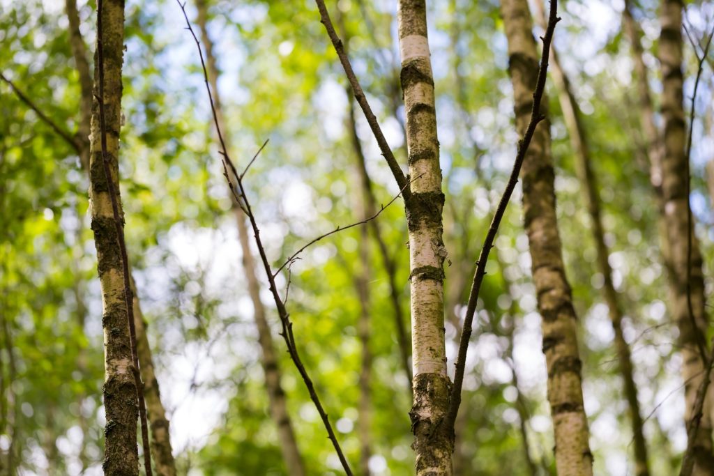 Birkenpollen als Auslöser einer Pollenallergie